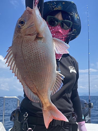 マダイの釣果