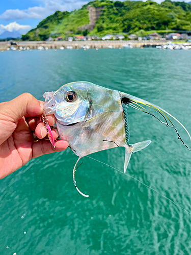 イトヒキアジの釣果