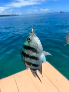 ロクセンスズメダイの釣果