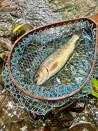 ニジマスの釣果