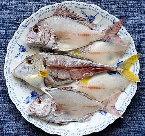 ギマの釣果