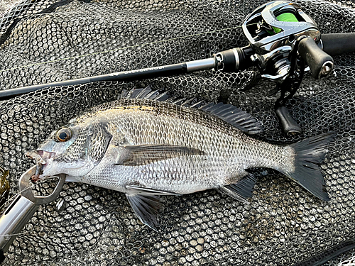 チヌの釣果