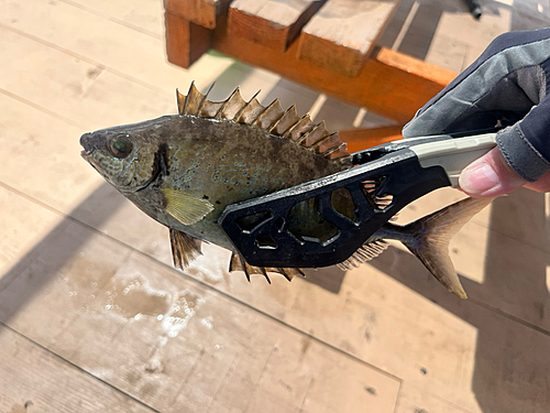 アイゴの釣果