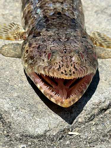 エソの釣果