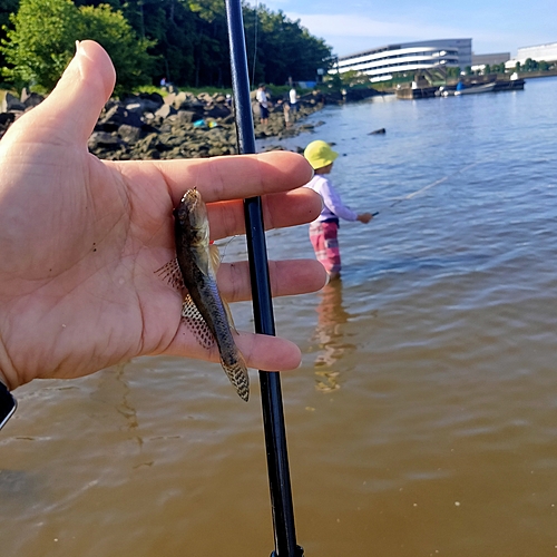 マハゼの釣果