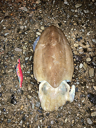 モンゴウイカの釣果