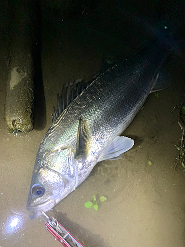 セイゴ（マルスズキ）の釣果