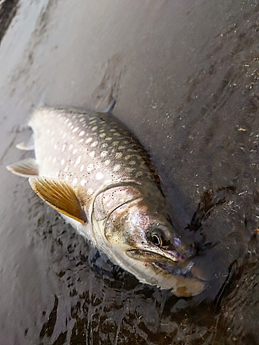 アメマスの釣果