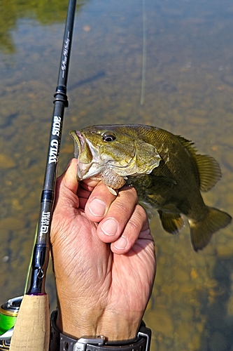 スモールマウスバスの釣果