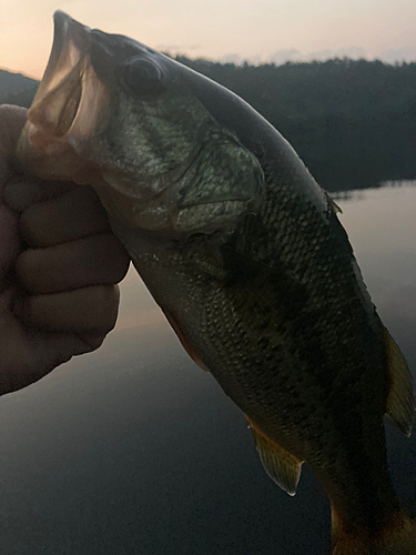 ラージマウスバスの釣果