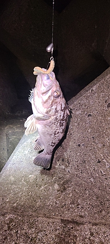 クロソイの釣果