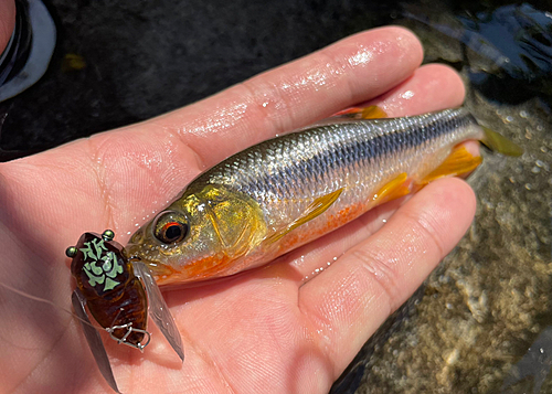 カワムツの釣果