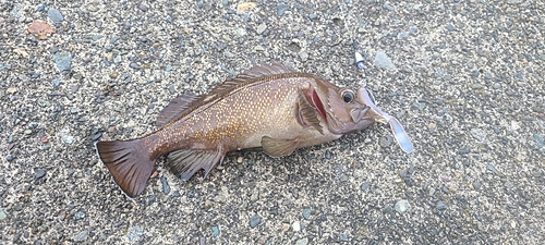 エゾメバルの釣果