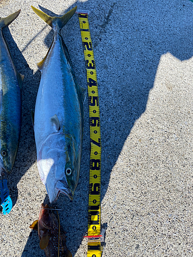 ブリの釣果