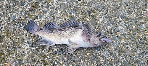 クロソイの釣果