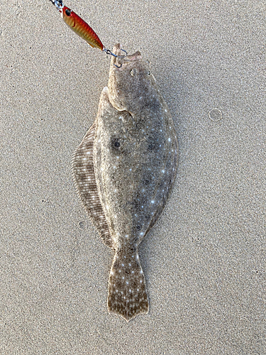 ヒラメの釣果