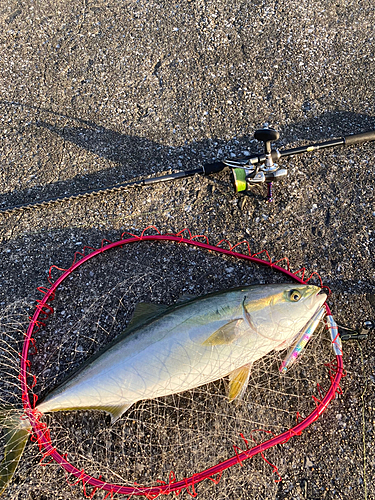 メジロの釣果