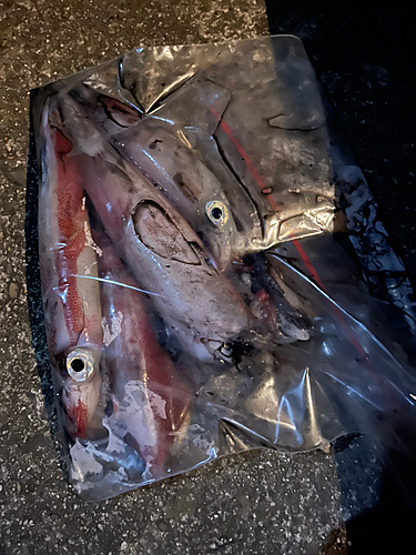 ヤリイカの釣果