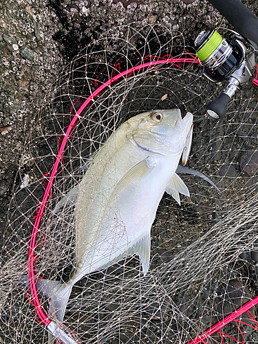 ロウニンアジの釣果