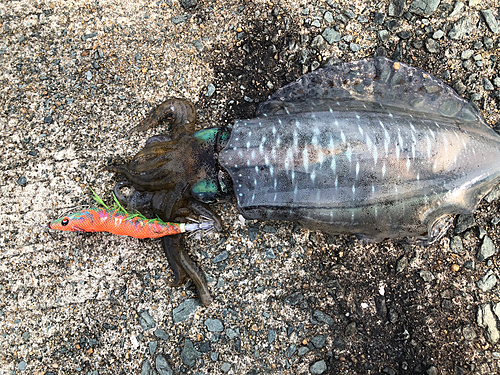 アオリイカの釣果