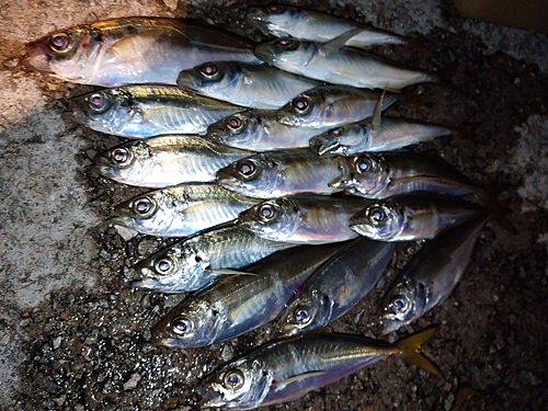 アジの釣果