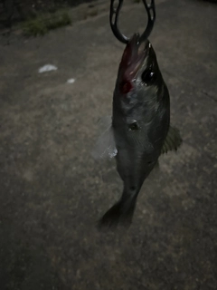 セイゴ（マルスズキ）の釣果