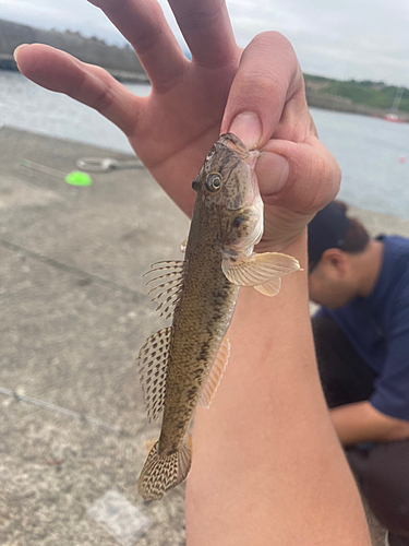 ハゼの釣果