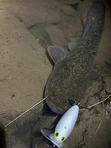 マナマズの釣果