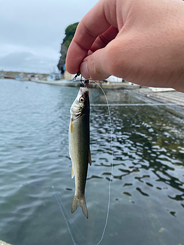 ウグイの釣果