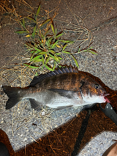 チヌの釣果