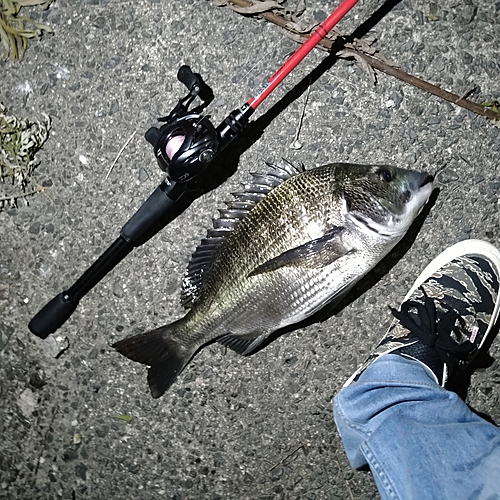 チヌの釣果