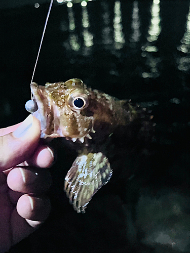 ガシラの釣果