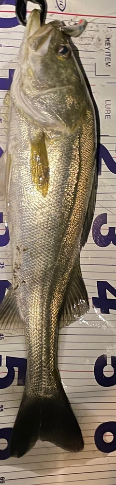 シーバスの釣果