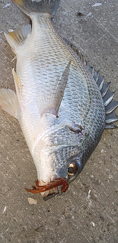 キビレの釣果