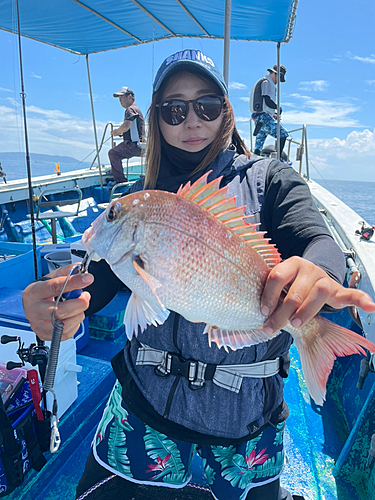 マダイの釣果