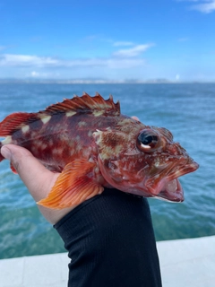 ガシラの釣果