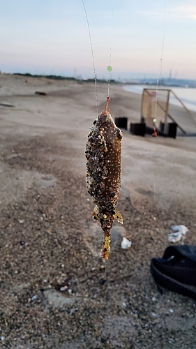 クサフグの釣果