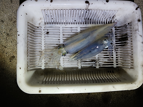 ケンサキイカの釣果