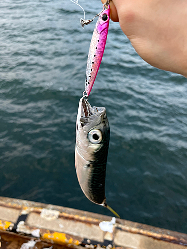 サバの釣果