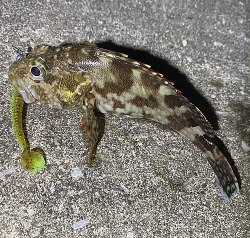 カサゴの釣果