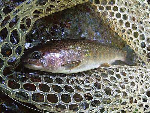 イワナの釣果