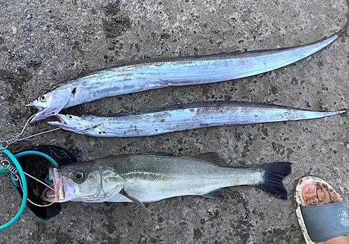 タチウオの釣果