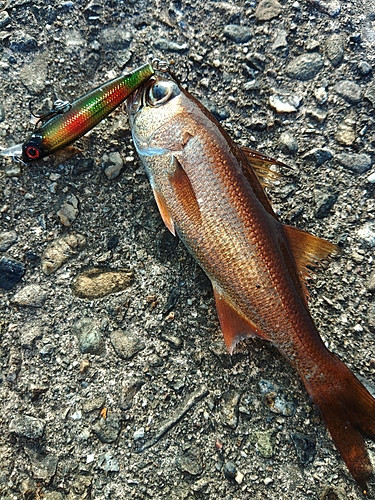 クロムツの釣果