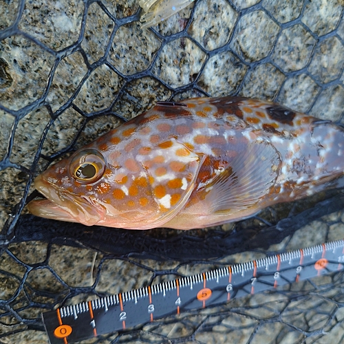 キジハタの釣果