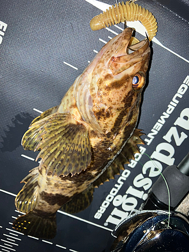 タケノコメバルの釣果