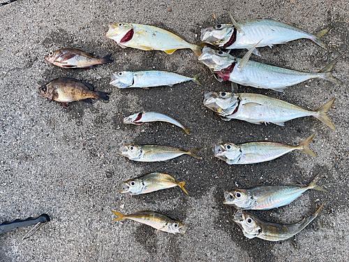 アジの釣果