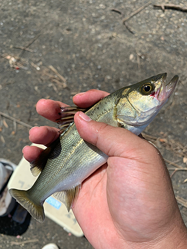 セイゴ（マルスズキ）の釣果