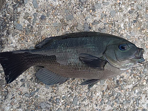 メジナの釣果