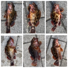 ガシラの釣果