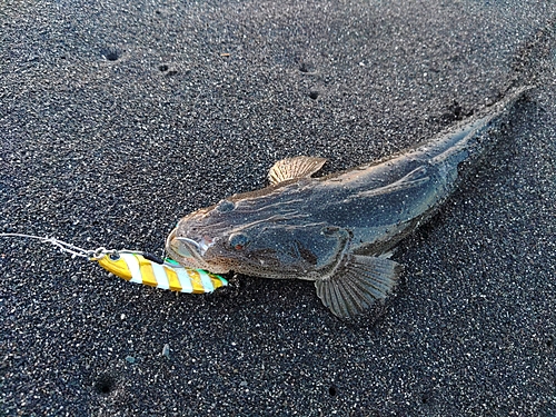 マゴチの釣果